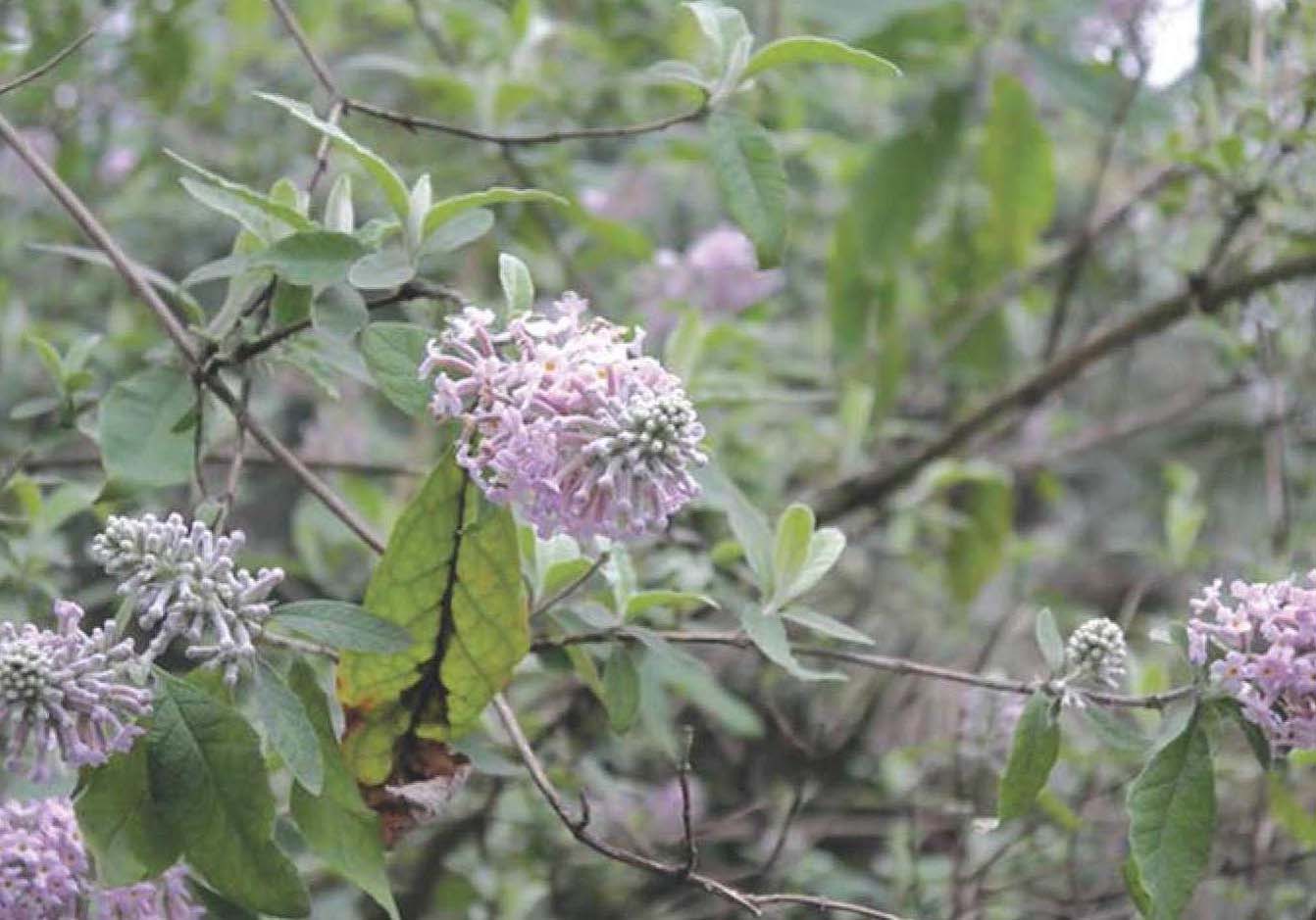 密蒙花